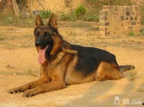 狼狗最新爆料网站下载大全,揭秘热门资讯，一网打尽热门资源